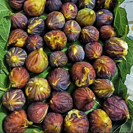 Apartamento Dimora La Pinta ‘700 Gallipoli