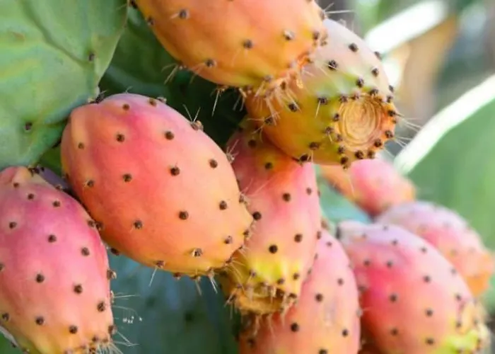 Lejlighed Dimora La Pinta '700 *